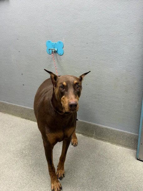 Photo of King, adoptable Doberman Pinscher in Las Vegas, Nevada