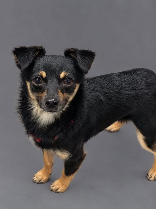Photo of Mojo Jojo, adoptable Chihuahua in Mukwonago, Wisconsin