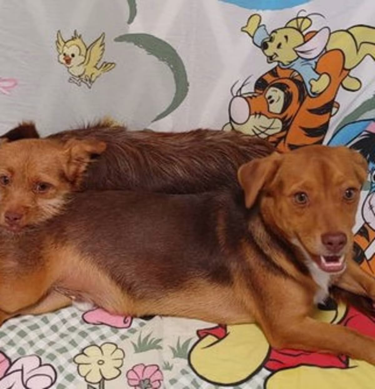 Photo of Cimba needs to go with Nala, adoptable Chihuahua Terrier (Unknown Type, Medium) in Littlerock - near Palmdale, California