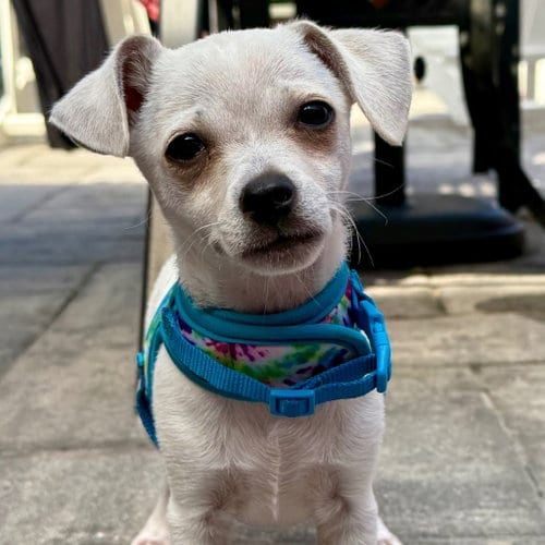 Photo of Frito, adoptable Chihuahua in Canton, Connecticut