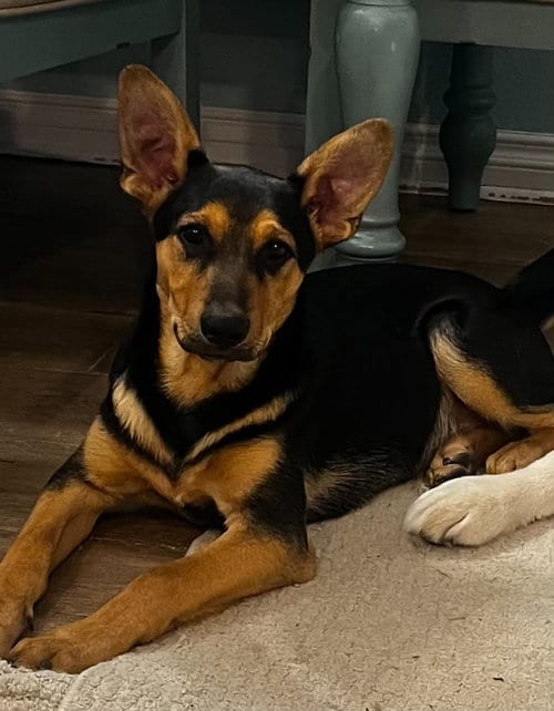 Photo of Chase, adoptable Australian Kelpie in La Verne, California