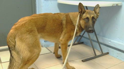 Photo of A5801204, adoptable German Shepherd Dog in Gardena, California
