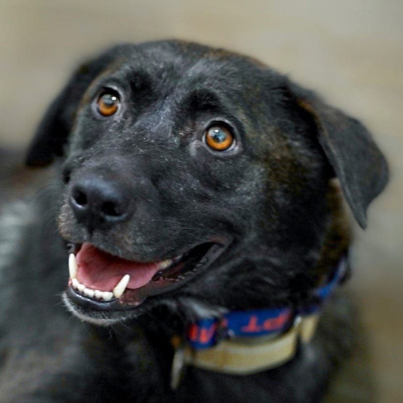 Photo of Mama Bear, adoptable Mixed Breed (Medium) in Chapel Hill, North Carolina