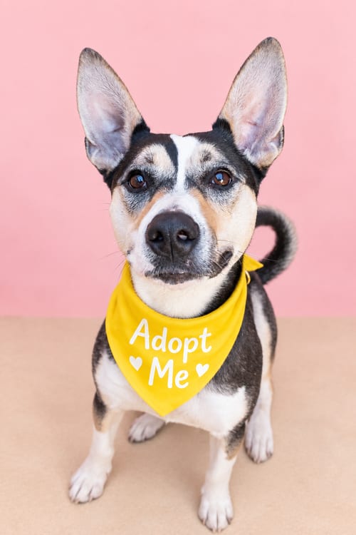 Photo of Lola O, adoptable Australian Kelpie in Inglewood, California