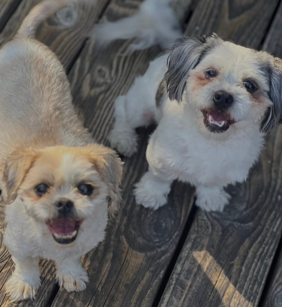 Photo of Bailey, adoptable Shih Tzu in Dana Point, California