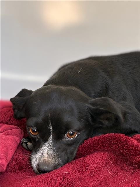 Photo of Nina, adoptable Chihuahua in San Pedro, California