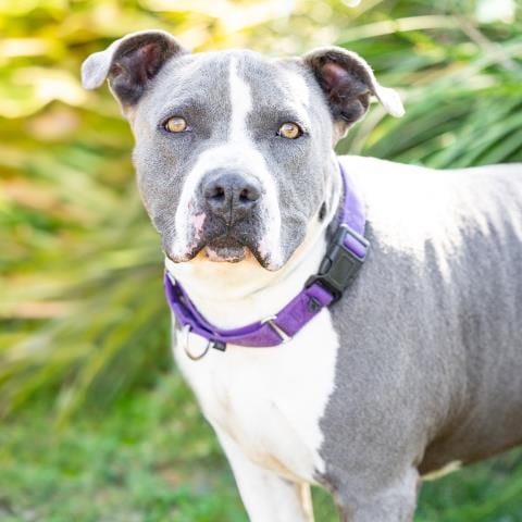 Photo of Chance, adoptable Pit Bull Terrier in Camarillo, California