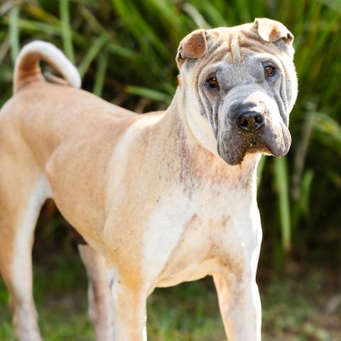 Photo of A889062, adoptable Chinese Shar-Pei in Camarillo, California