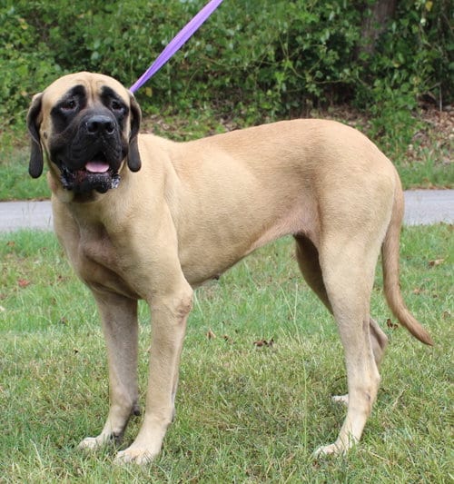 Photo of Dolly 44233, adoptable Mastiff in Prattville, Alabama