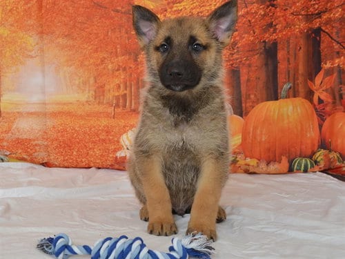 Photo of Gomez, adoptable German Shepherd Dog in Oroville, California