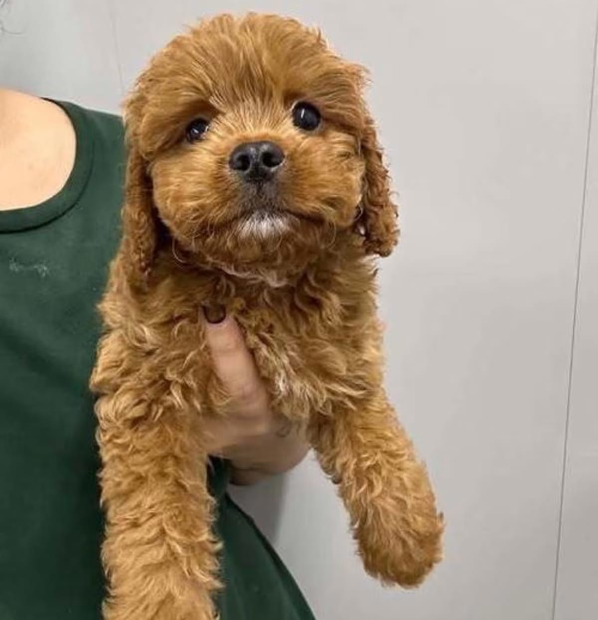 Photo of Winston, adoptable Cavalier King Charles Spaniel in New York, New York