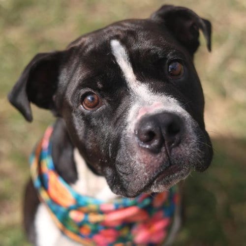 Photo of Henry, adoptable Staffordshire Bull Terrier in San Antonio, Texas