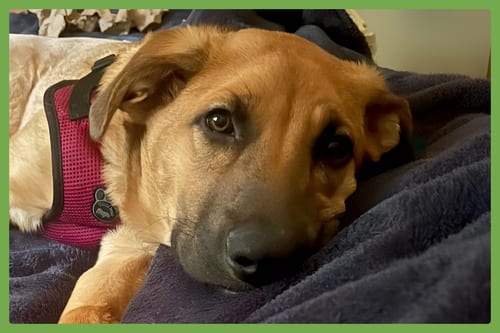 Photo of Gracie, adoptable Belgian Shepherd Malinois in Amherst, Massachusetts