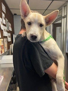 Photo of A363559, adoptable Siberian Husky in Stockton, California