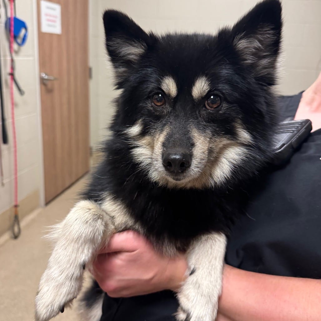 Photo of Bjork, adoptable Husky, Siberian / Pomeranian in Bristol, Indiana