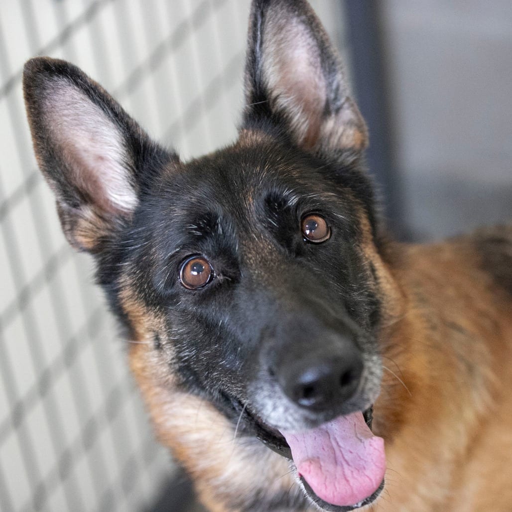 Photo of Stevie (AG26-259), adoptable Shepherd, German in Colorado Springs, Colorado