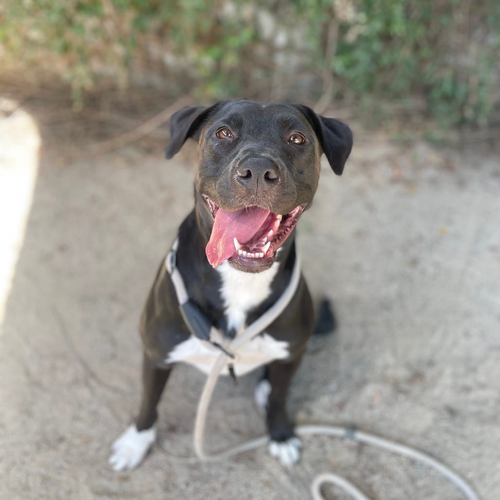 Photo of Sami, adoptable Terrier, Pit Bull / Mixed Breed (Medium) in Riverside, California