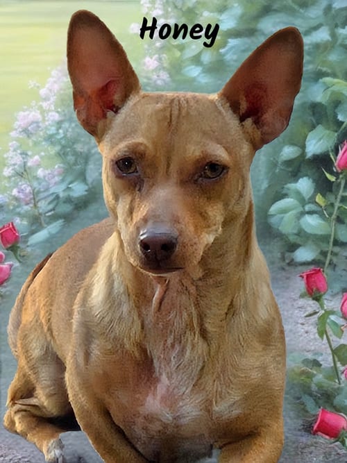 Photo of Honey, adoptable Chihuahua in Phelan, California