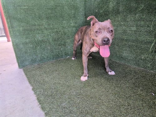 Photo of Ester, adoptable Pit Bull Terrier in Lancaster, California
