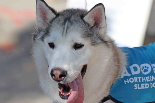 Photo of Patrick, adoptable Siberian Husky in Walnut Creek, California