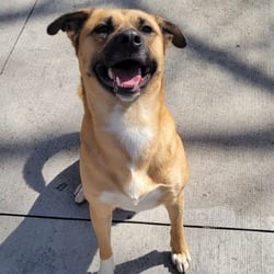 Photo of Charlie, adoptable Belgian Malinois Mixed Breed (Medium) in Columbus, North Carolina