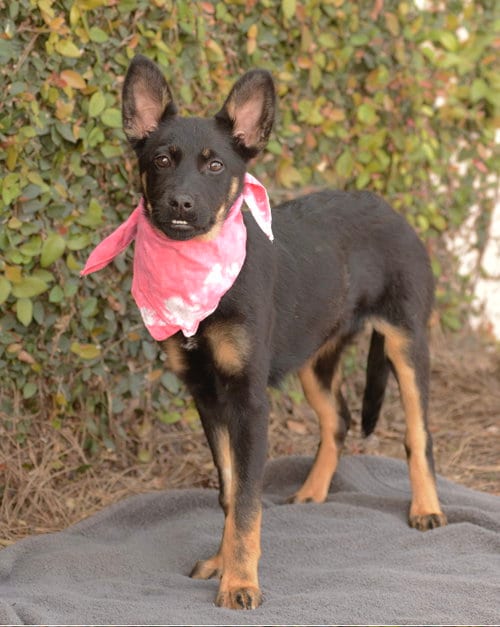 Photo of Hail, adoptable Rottweiler in Dana Point, California