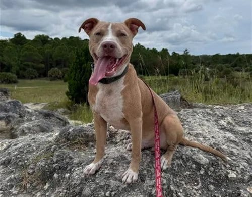 Photo of George, adoptable American Pit Bull Terrier in Ocala, Florida