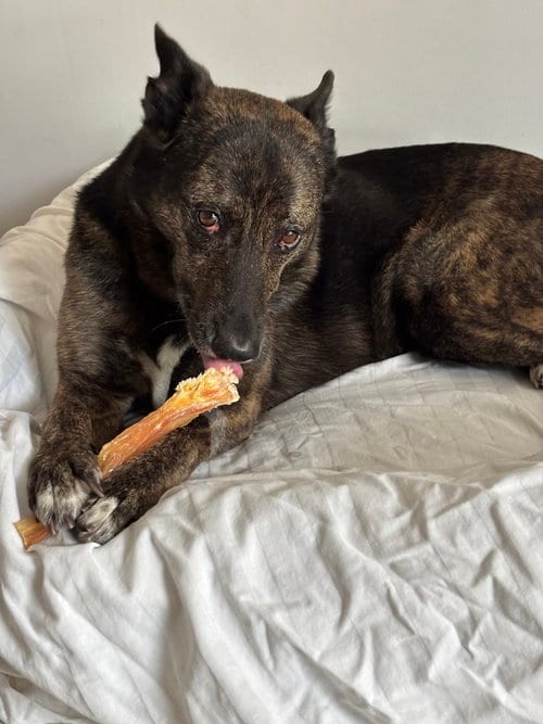 Photo of Maya - Located in Florida, adoptable Dutch Shepherd in Imlay City, Michigan