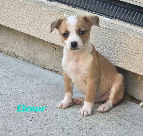 Photo of Eleanor, adoptable Chihuahua in Sedalia, Colorado
