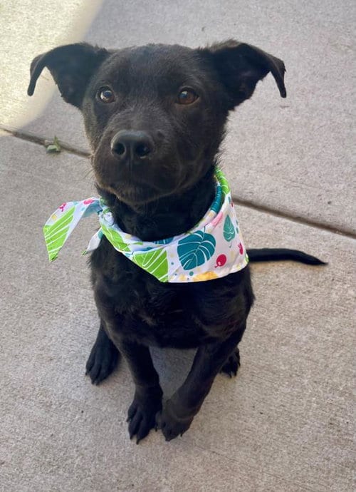 Photo of Freely, adoptable Labrador Retriever in Tulsa, Oklahoma