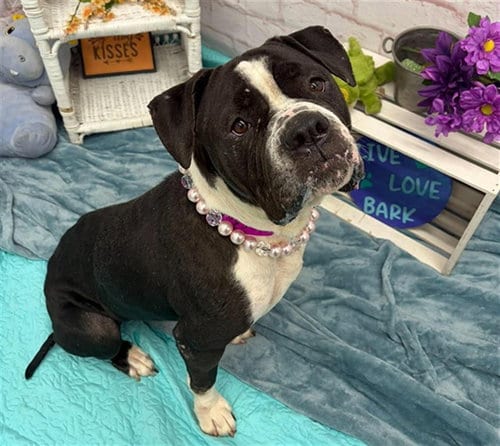 Photo of Celebrini, adoptable Boxer in Detroit, Michigan