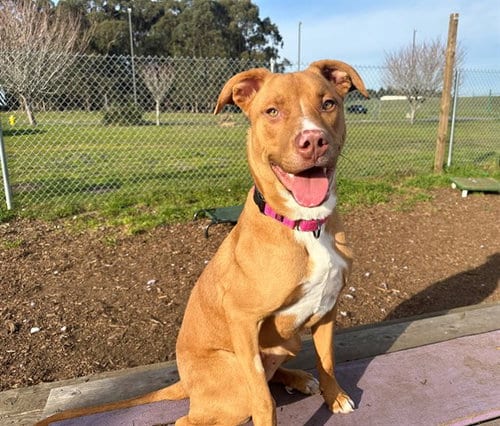 Photo of Ferrari, adoptable Labrador Retriever in McKinleyville, California