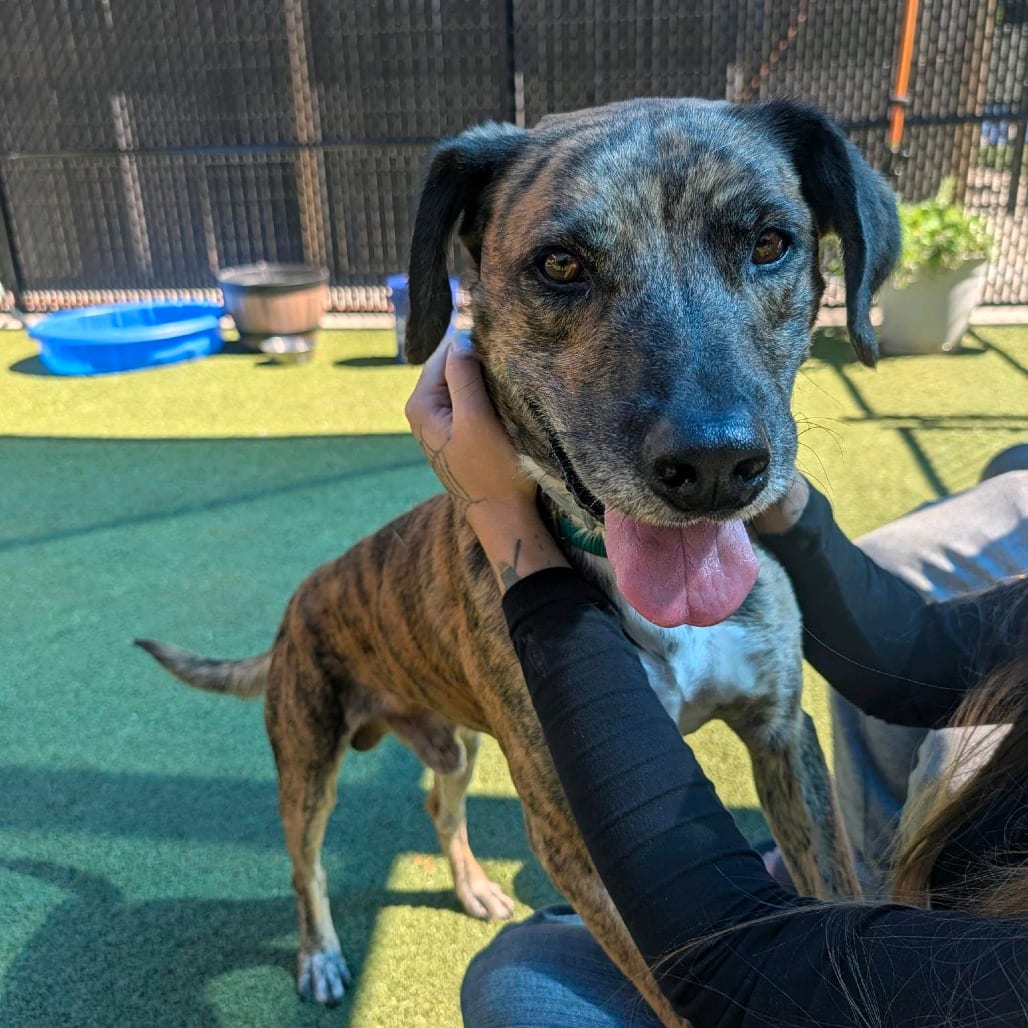 Photo of Adam Sandler, adoptable Mixed Breed (Medium) in Greensboro, North Carolina