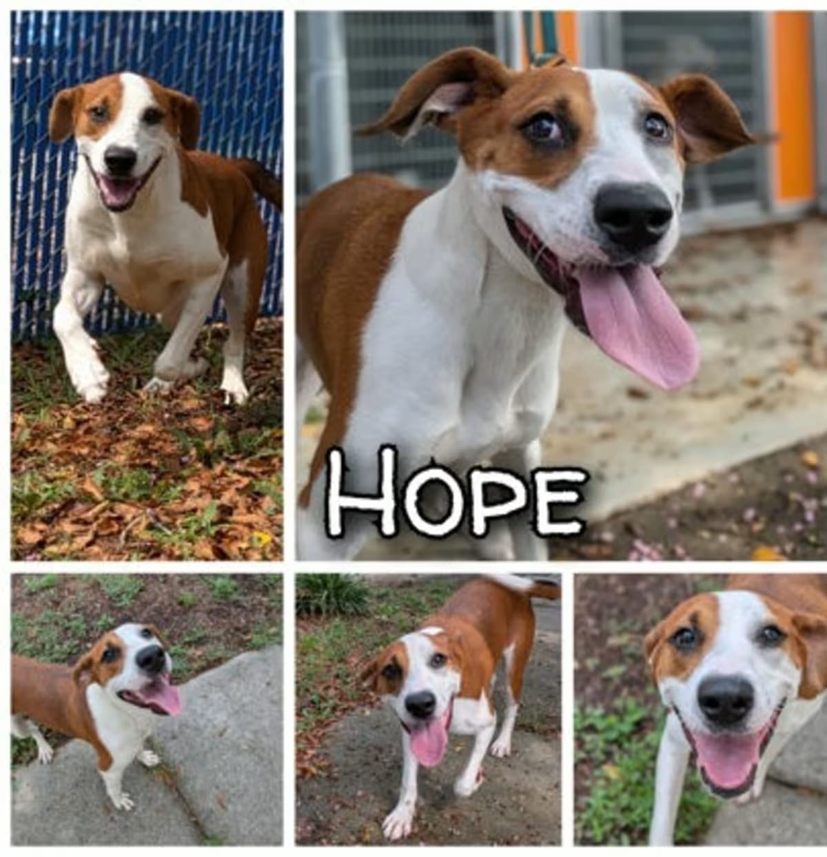 Photo of Hope, adoptable Hound (Unknown Type) in Greenville, North Carolina