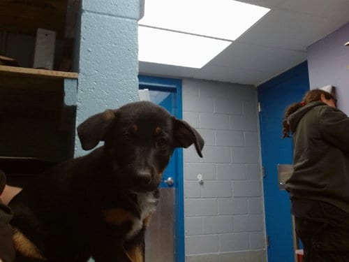 Photo of Creed, adoptable German Shepherd Dog in Albuquerque, New Mexico