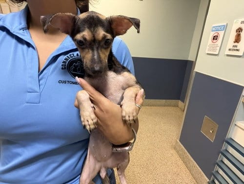 Photo of Chia, adoptable Chihuahua in Miami, Florida