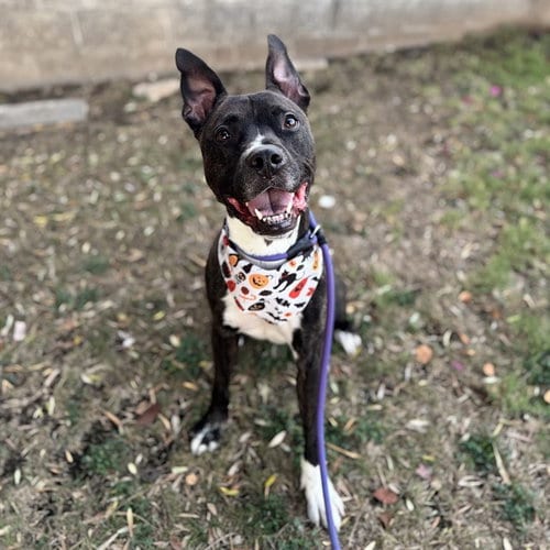 Photo of Jackson, adoptable American Pit Bull Terrier in Mesa, Arizona