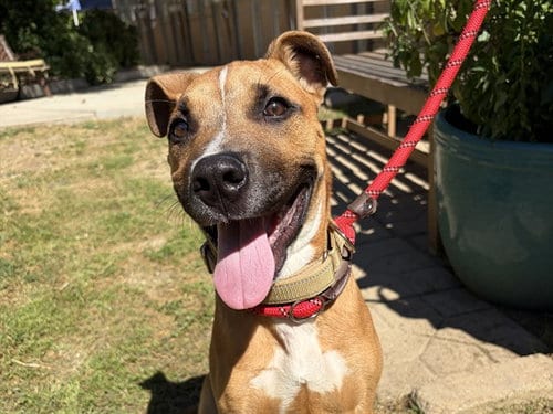 Photo of Rocky, adoptable Boxer in Ojai, California