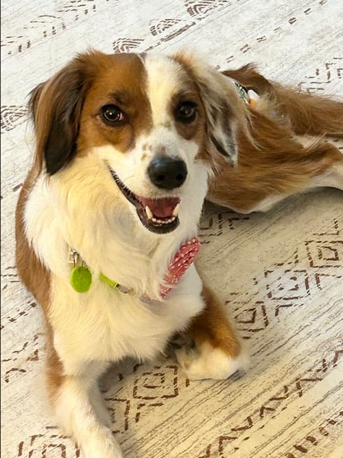 Photo of Penny Lane, adoptable Dachshund in Raleigh, North Carolina