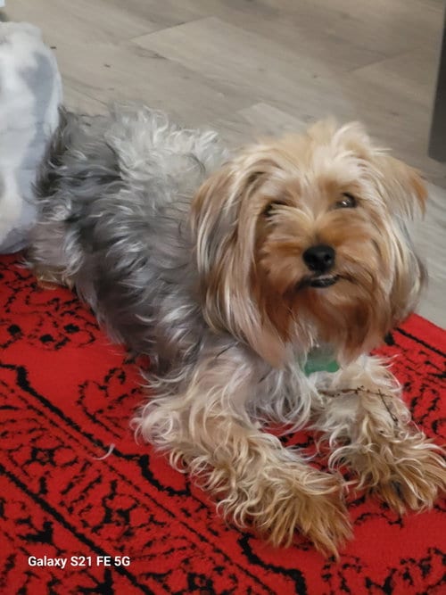 Photo of Lady, adoptable Yorkshire Terrier Yorkie in Seattle, Washington