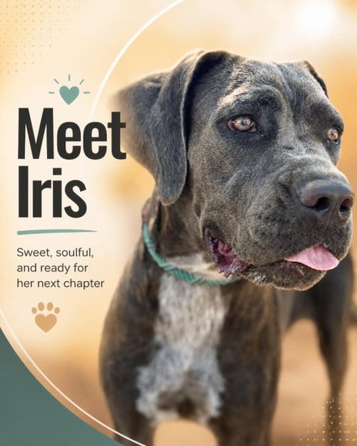 Photo of Iris, adoptable Cane Corso Mastiff in Goodyear, Arizona