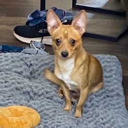Photo of Bud, adoptable Chihuahua in Frederick, Maryland