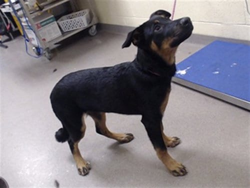 Photo of Crochet, adoptable German Shepherd Dog in Denver, Colorado