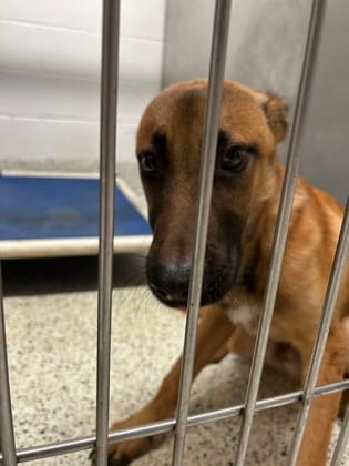 Photo of Tony Stark, adoptable dog in Atlanta, Georgia