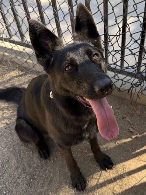 Photo of Xena, adoptable German Shepherd Dog in Riverside, California