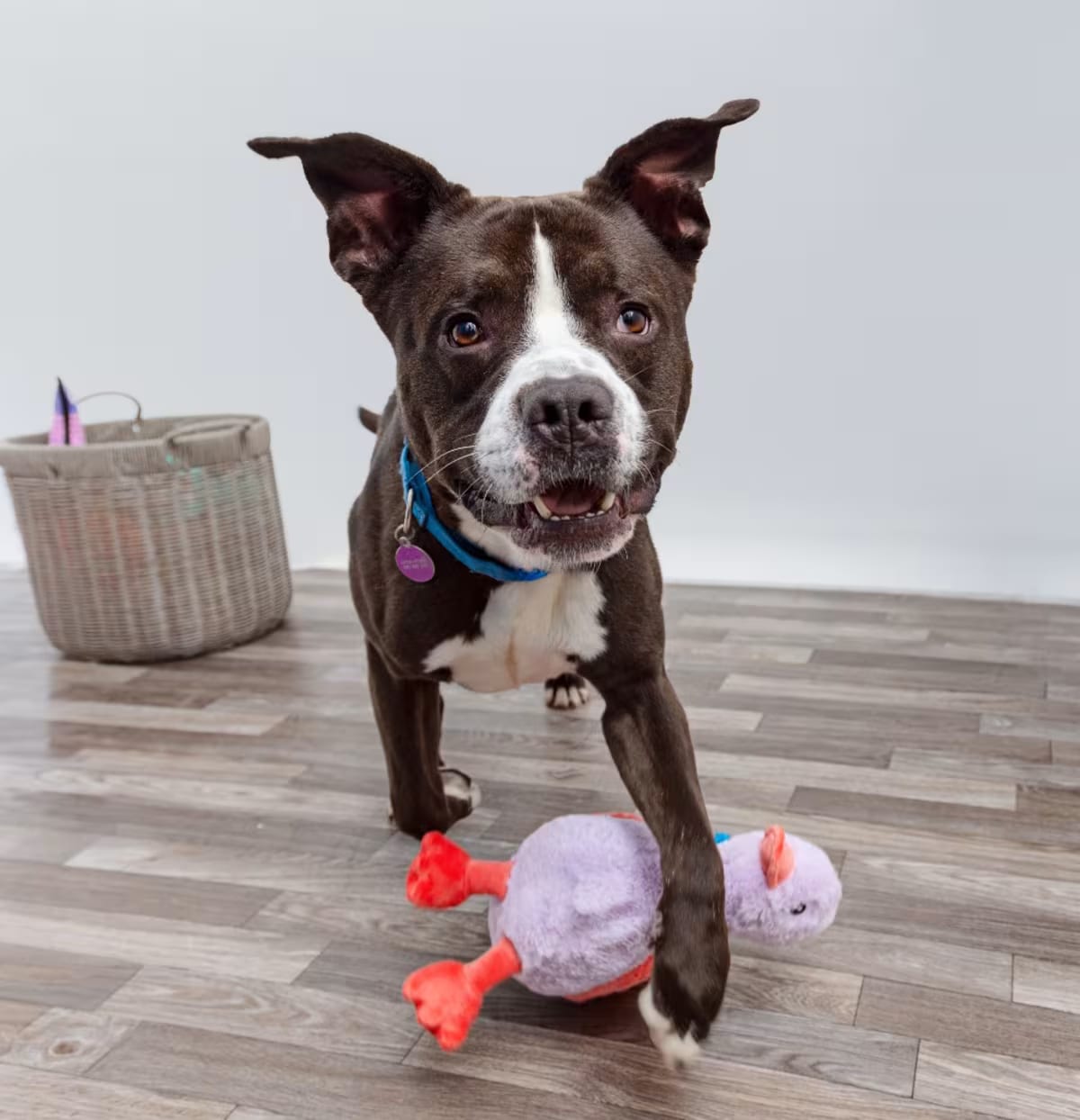 Photo of Gpa, adoptable American Staffordshire Terrier/Mixed Breed (Medium) in Los Angeles, California