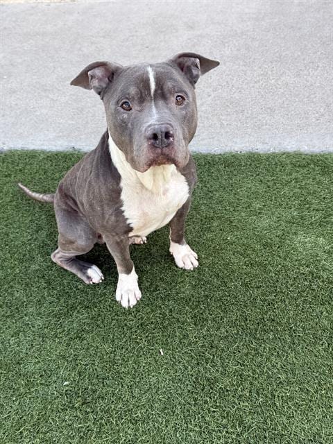 Photo of Tuck, adoptable Pit Bull Terrier in Dallas, Texas