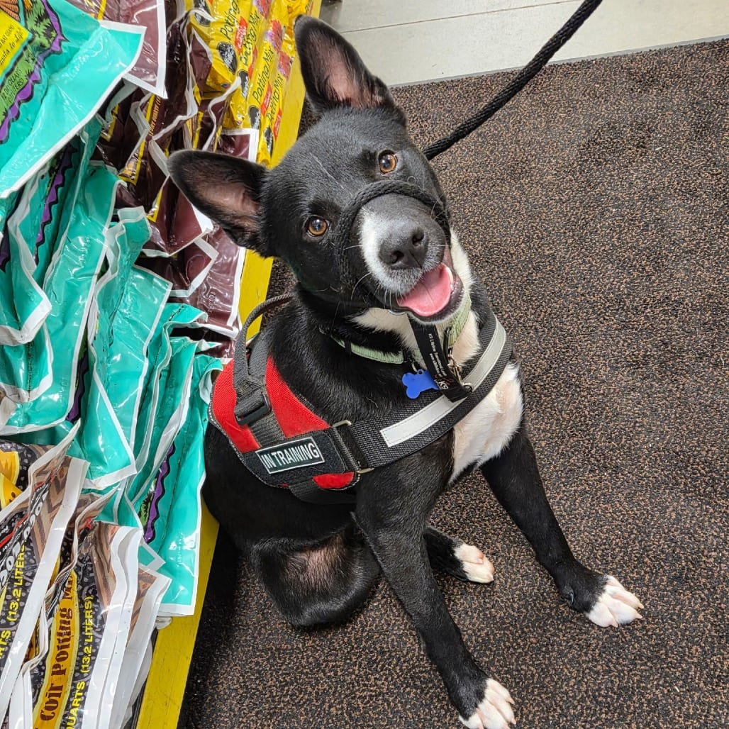 Photo of Diego, adoptable Cattle Dog / Retriever, Black Labrador in Potomac, Maryland