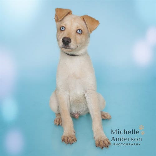 Photo of Moe, adoptable German Shepherd Dog in Corona, California