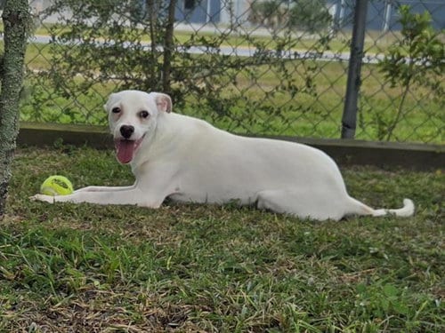 Photo of Morty, adoptable Terrier in Panama City, Florida